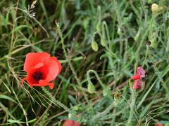 Klatschmohn