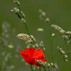 Klatschmohn