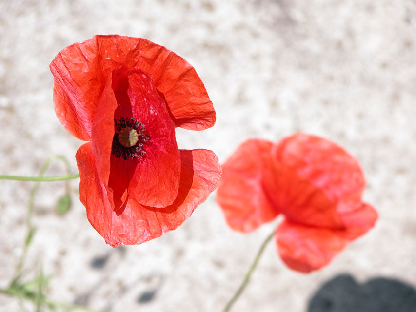 Klatschmohn von Andrea Eysn