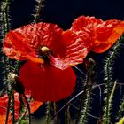 Klatschmohn