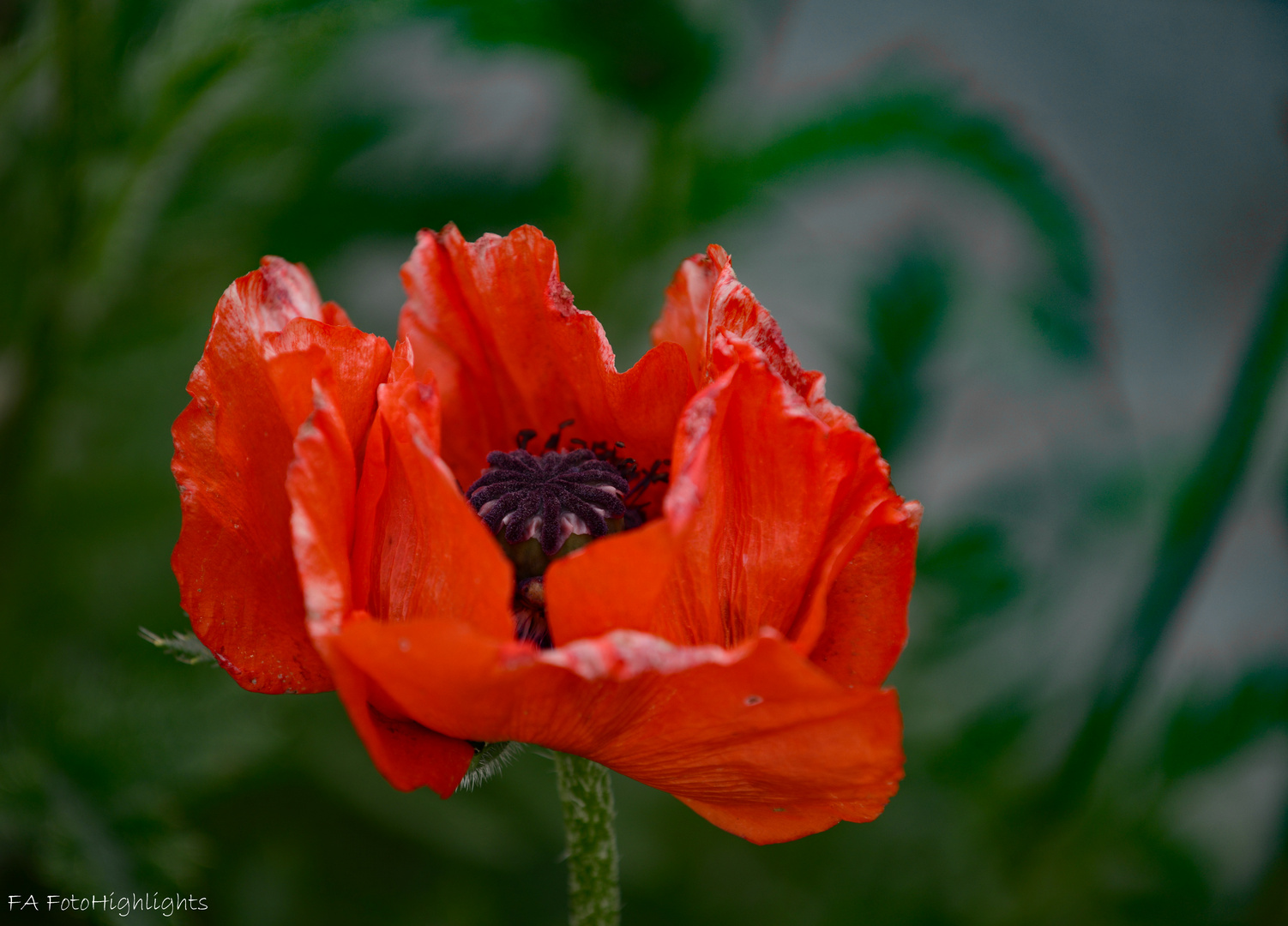 Klatschmohn