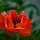 Klatschmohn