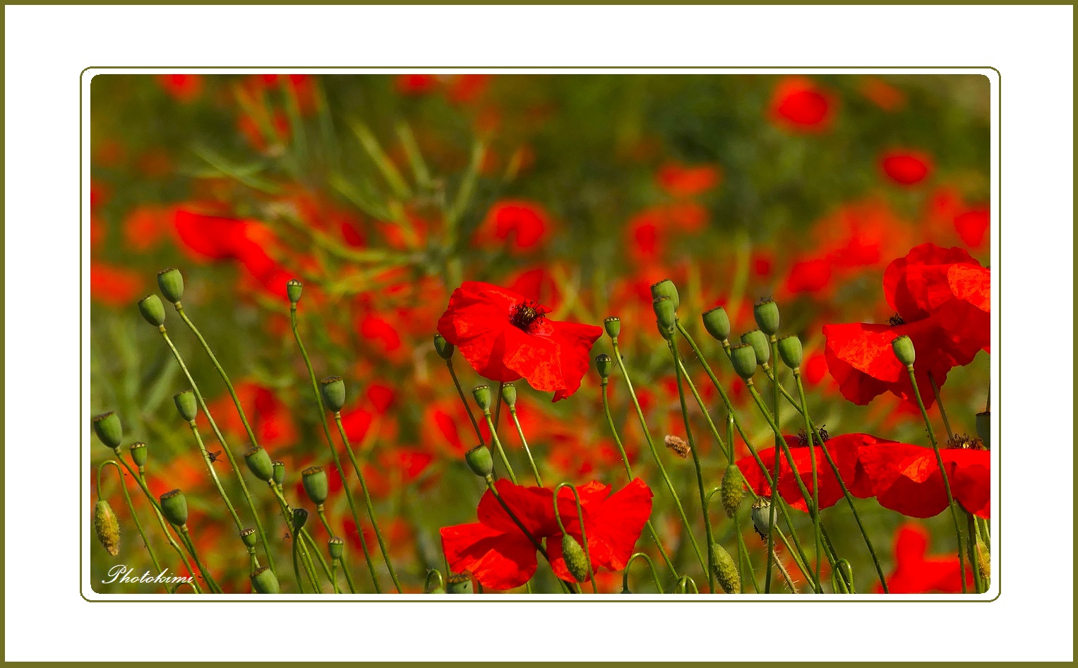 Klatschmohn