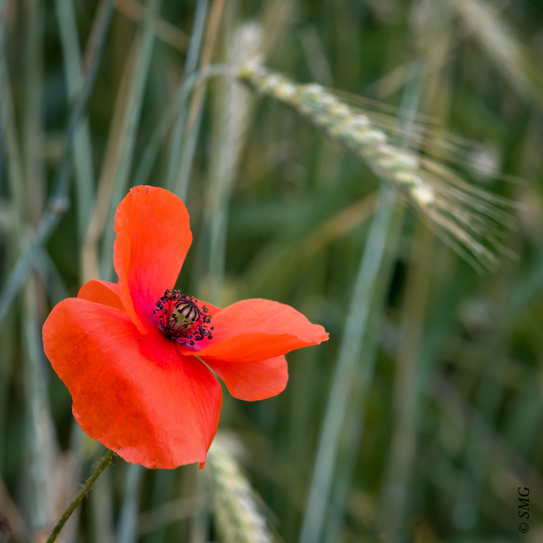 Klatschmohn