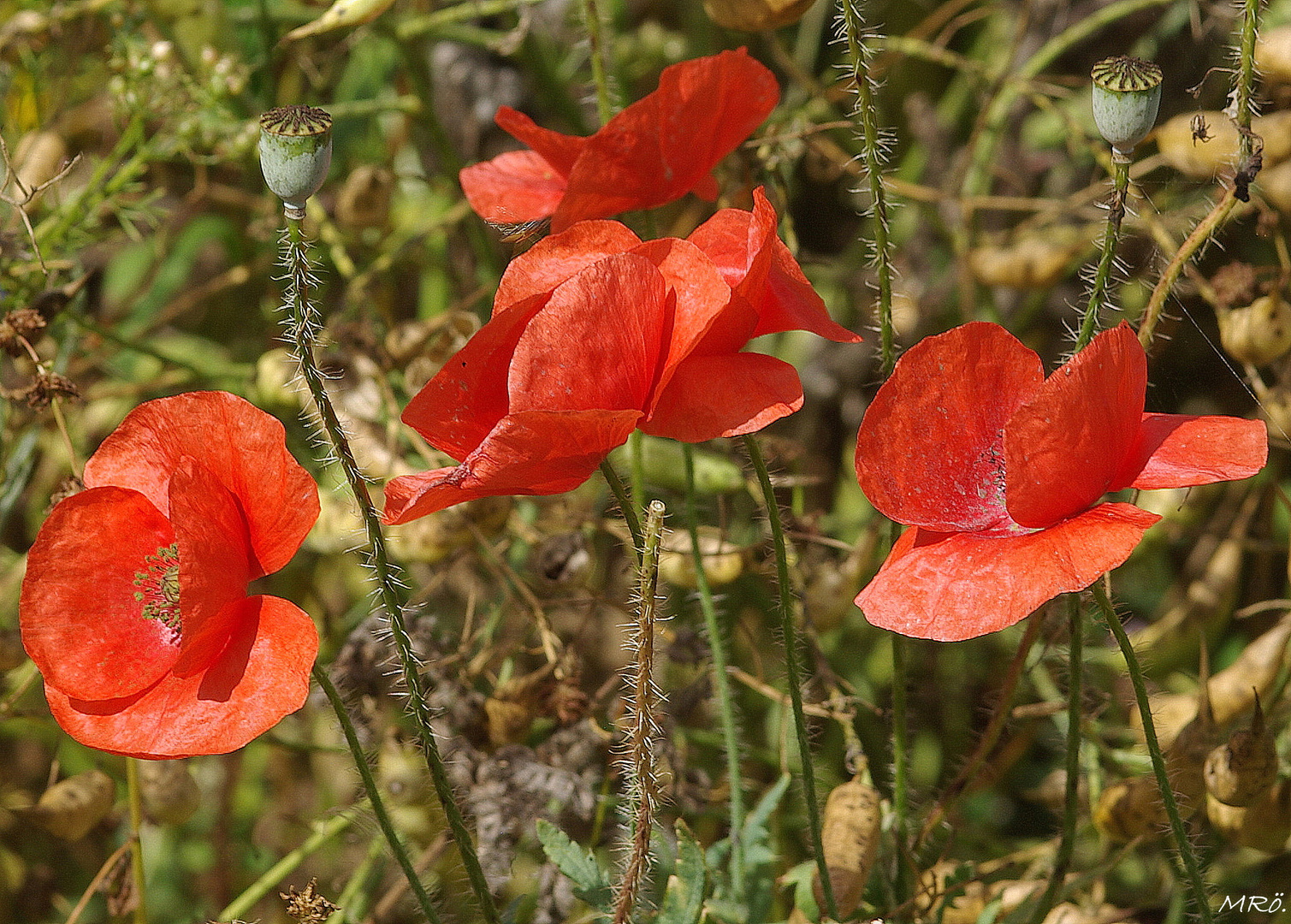 Klatschmohn