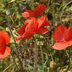 Klatschmohn