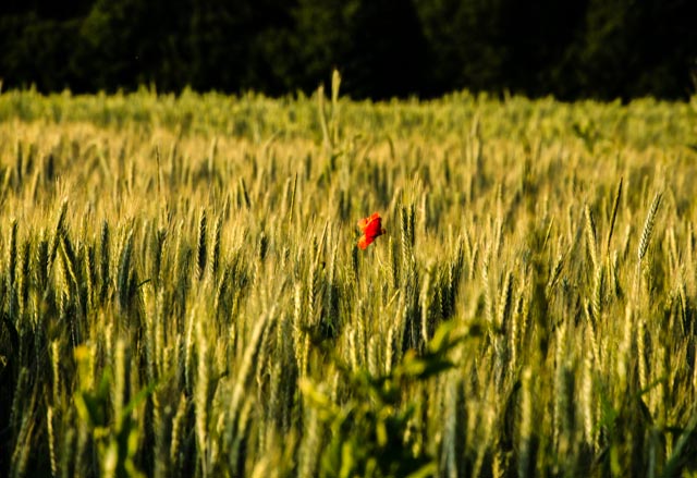 Klatschmohn