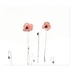 Klatschmohn