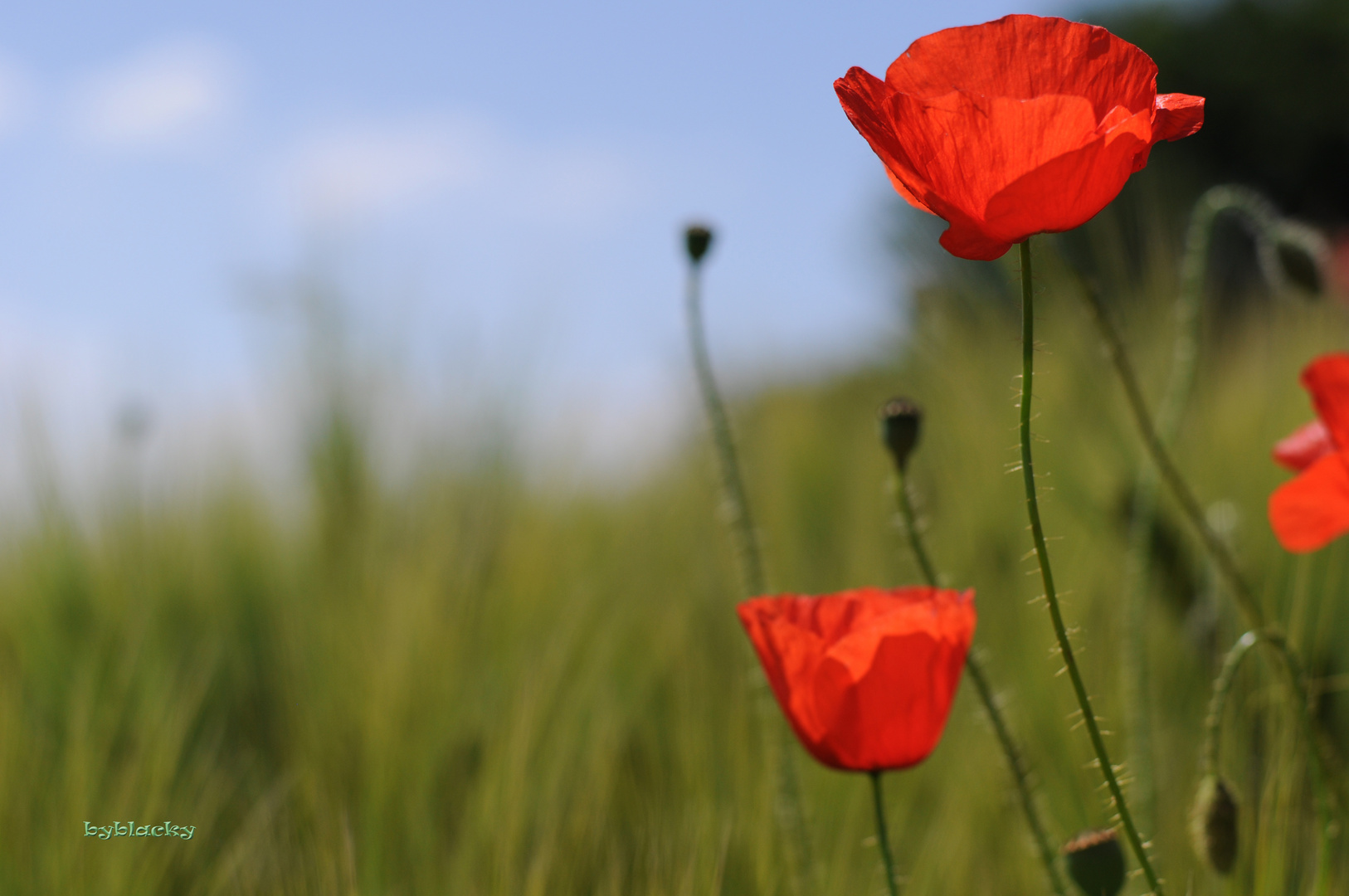 Klatschmohn