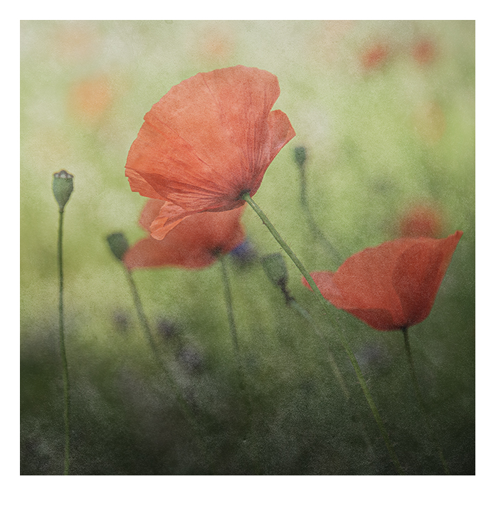 KLATSCHMOHN