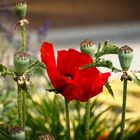 Klatschmohn