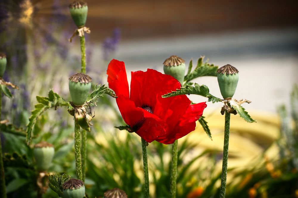 Klatschmohn