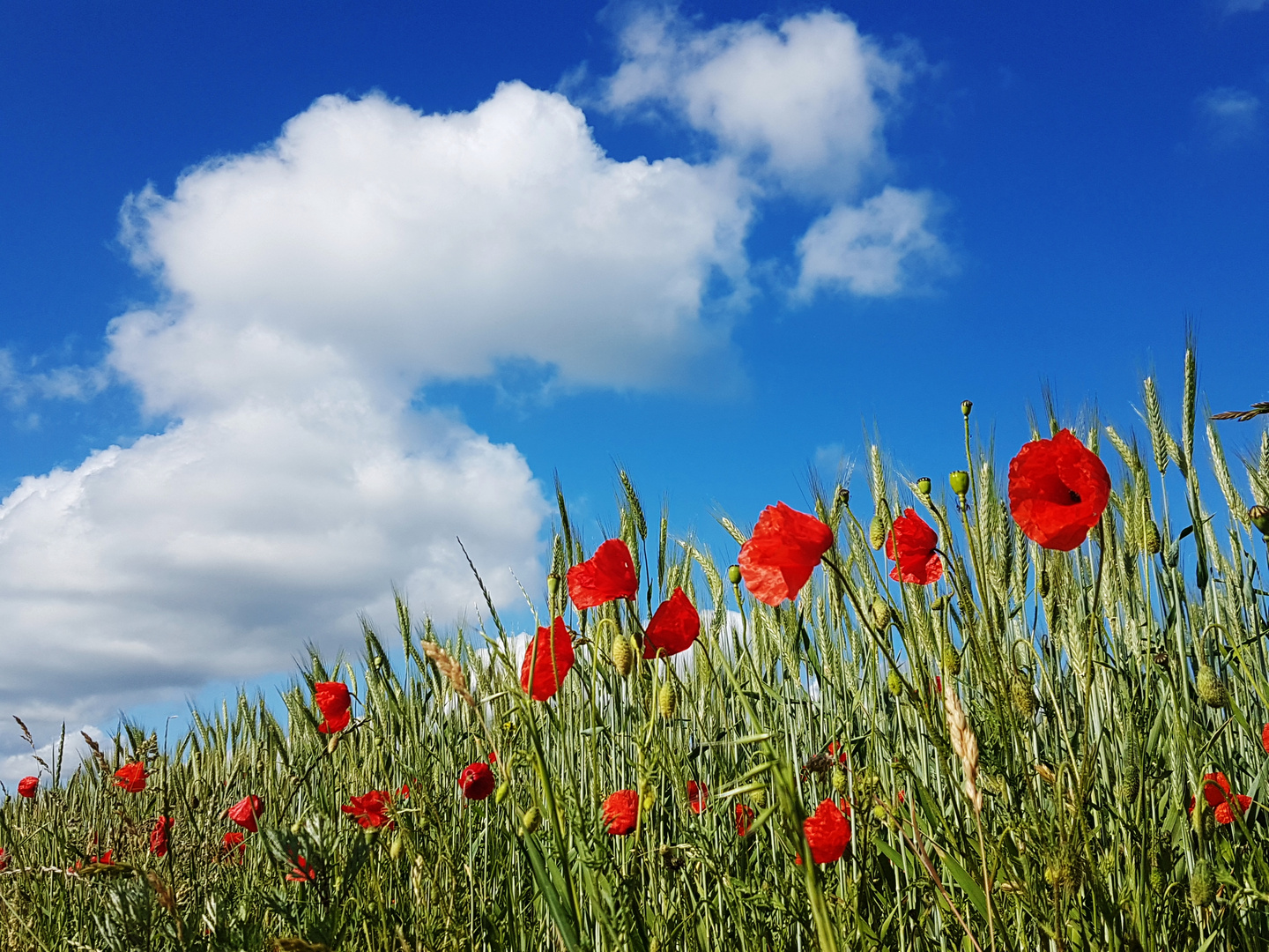 Klatschmohn