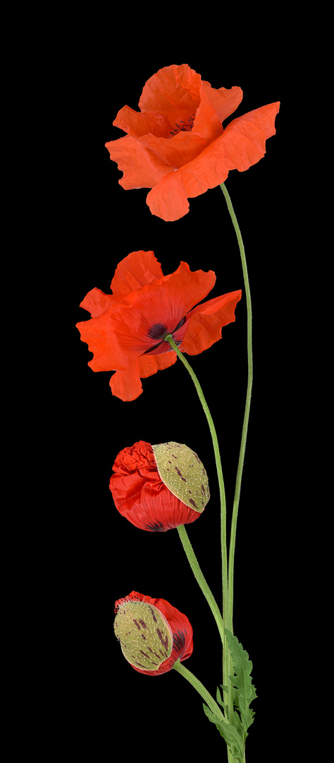 Klatschmohn