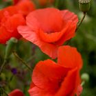 Klatschmohn