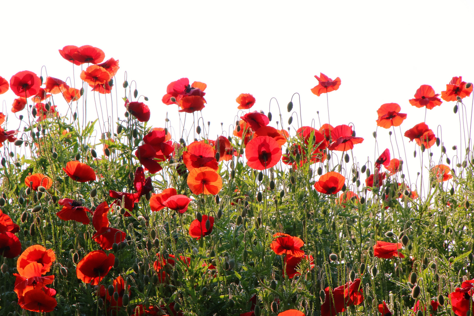 Klatschmohn