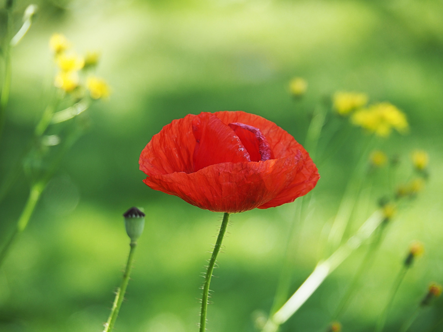 Klatschmohn