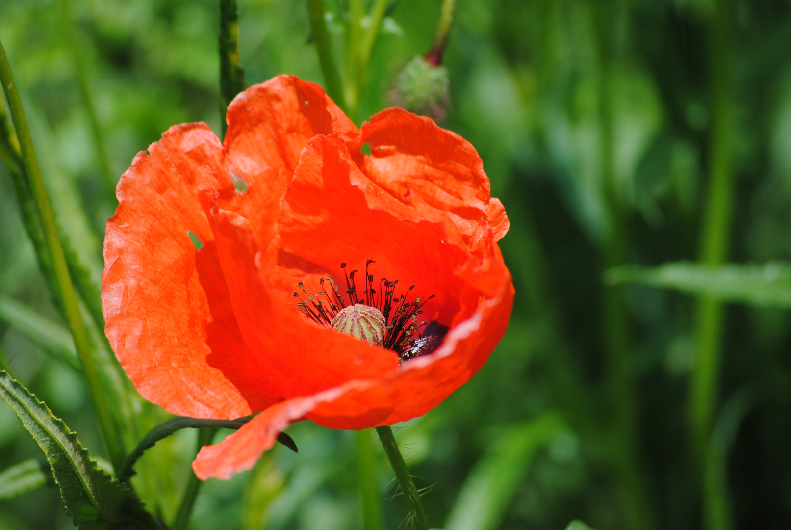 Klatschmohn