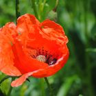 Klatschmohn