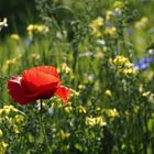 ~  Klatschmohn   ~