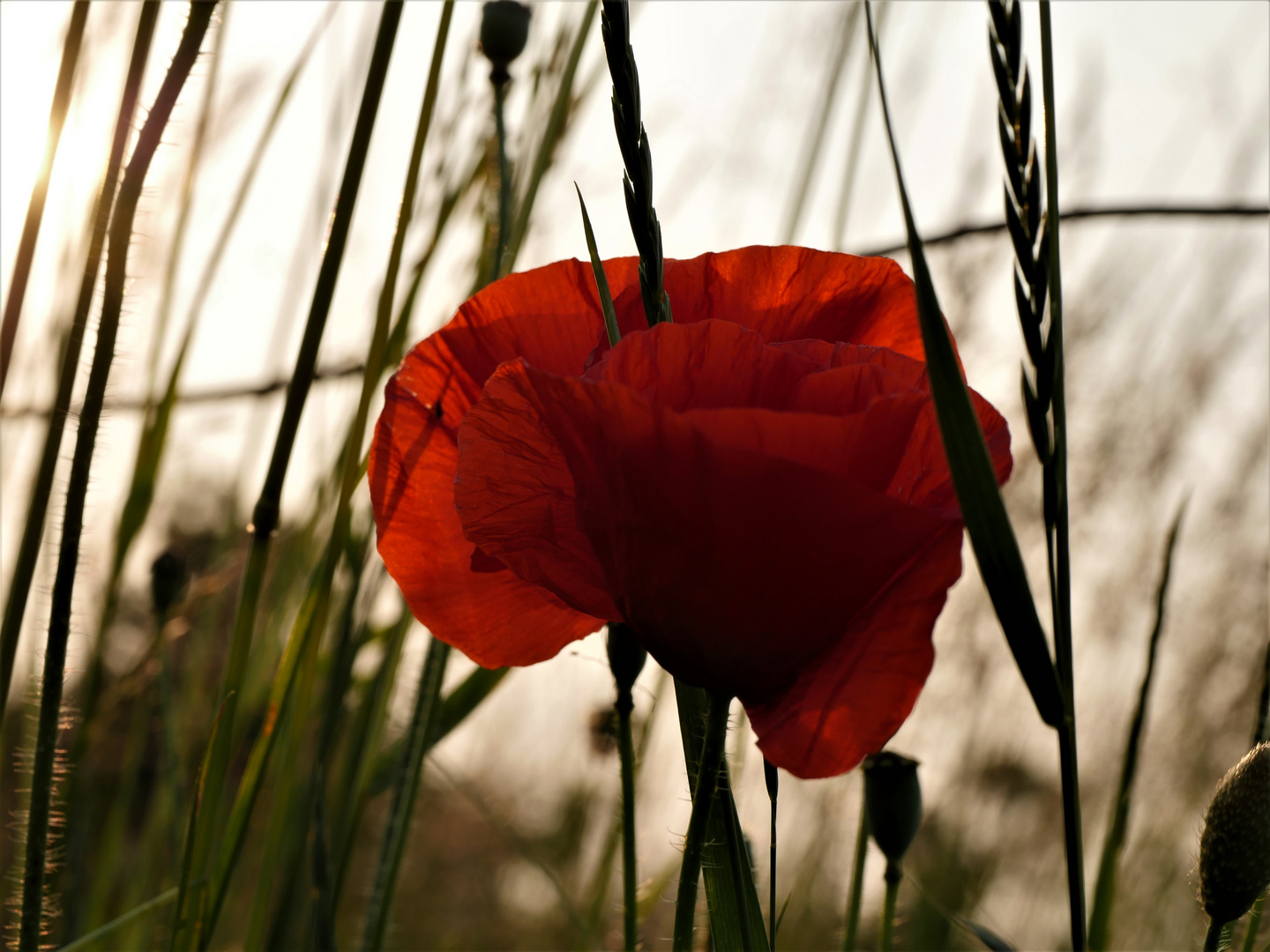 Klatschmohn