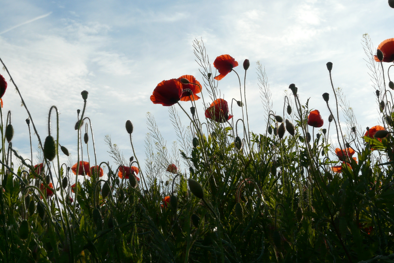 Klatschmohn