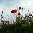 Klatschmohn