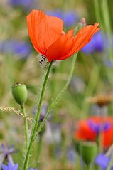 Klatschmohn