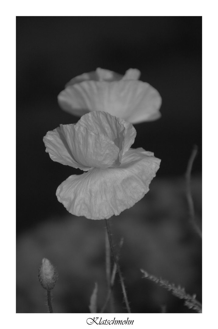 Klatschmohn 2