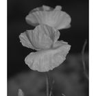 Klatschmohn 2