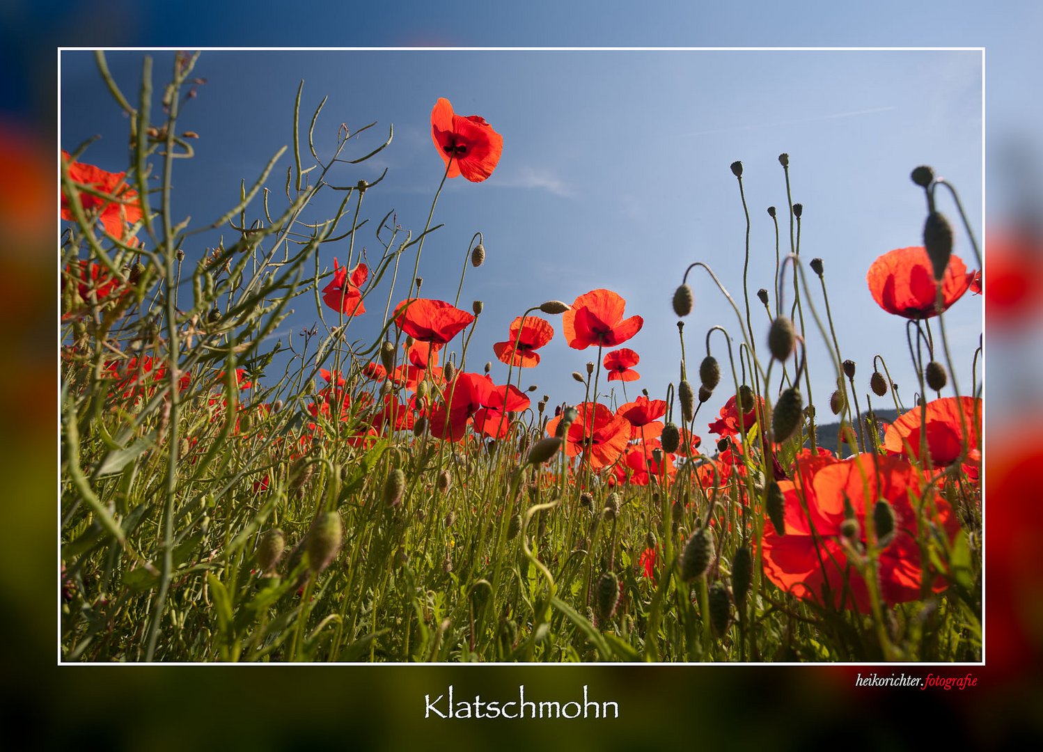 Klatschmohn 2