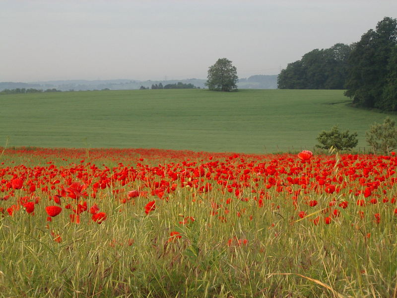 Klatschmohn 2