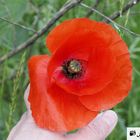 Klatschmohn 2