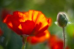 Klatschmohn 2010