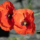 Klatschmohn (2020/01)