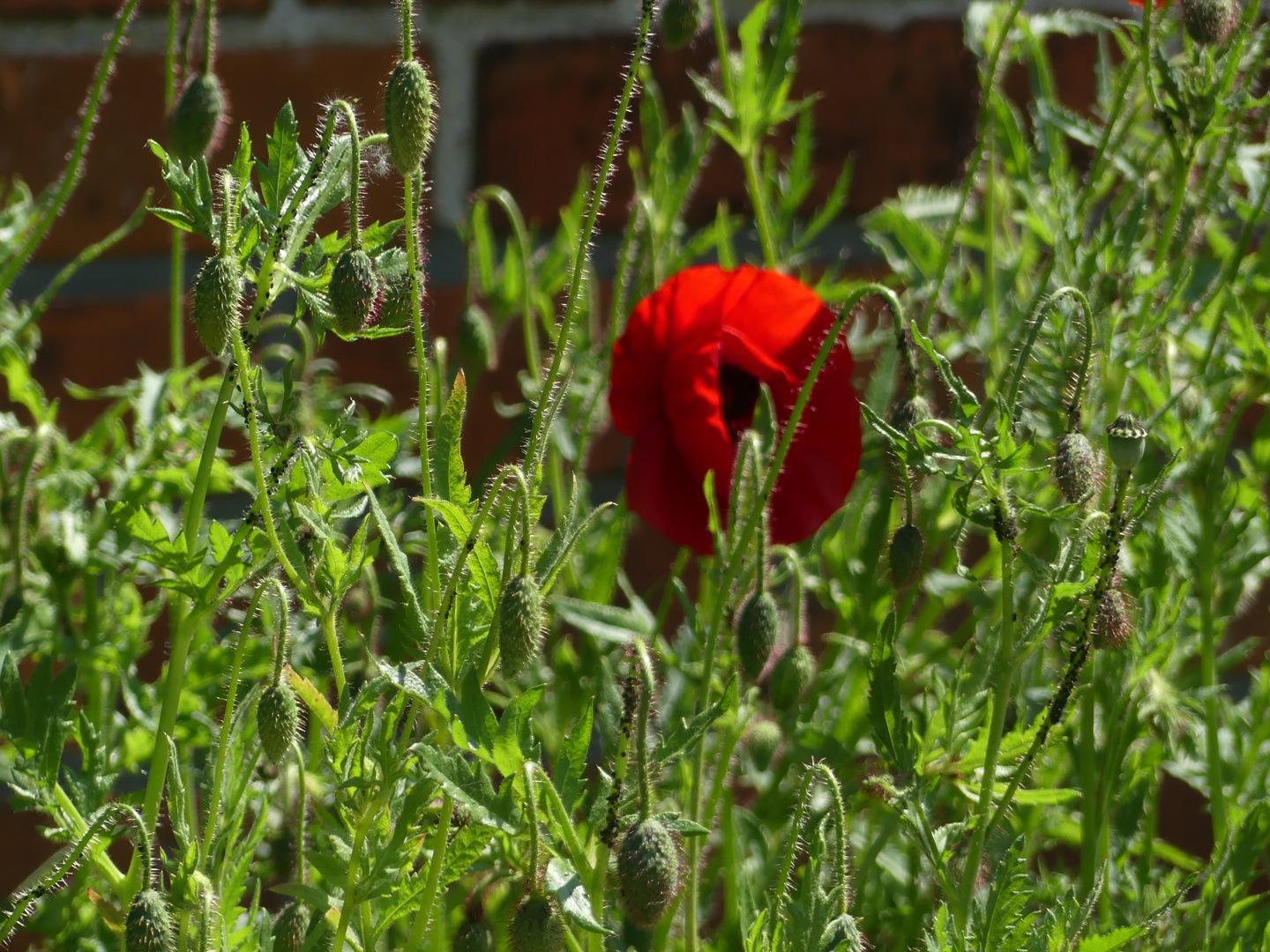 Klatschmohn 