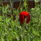 Klatschmohn 