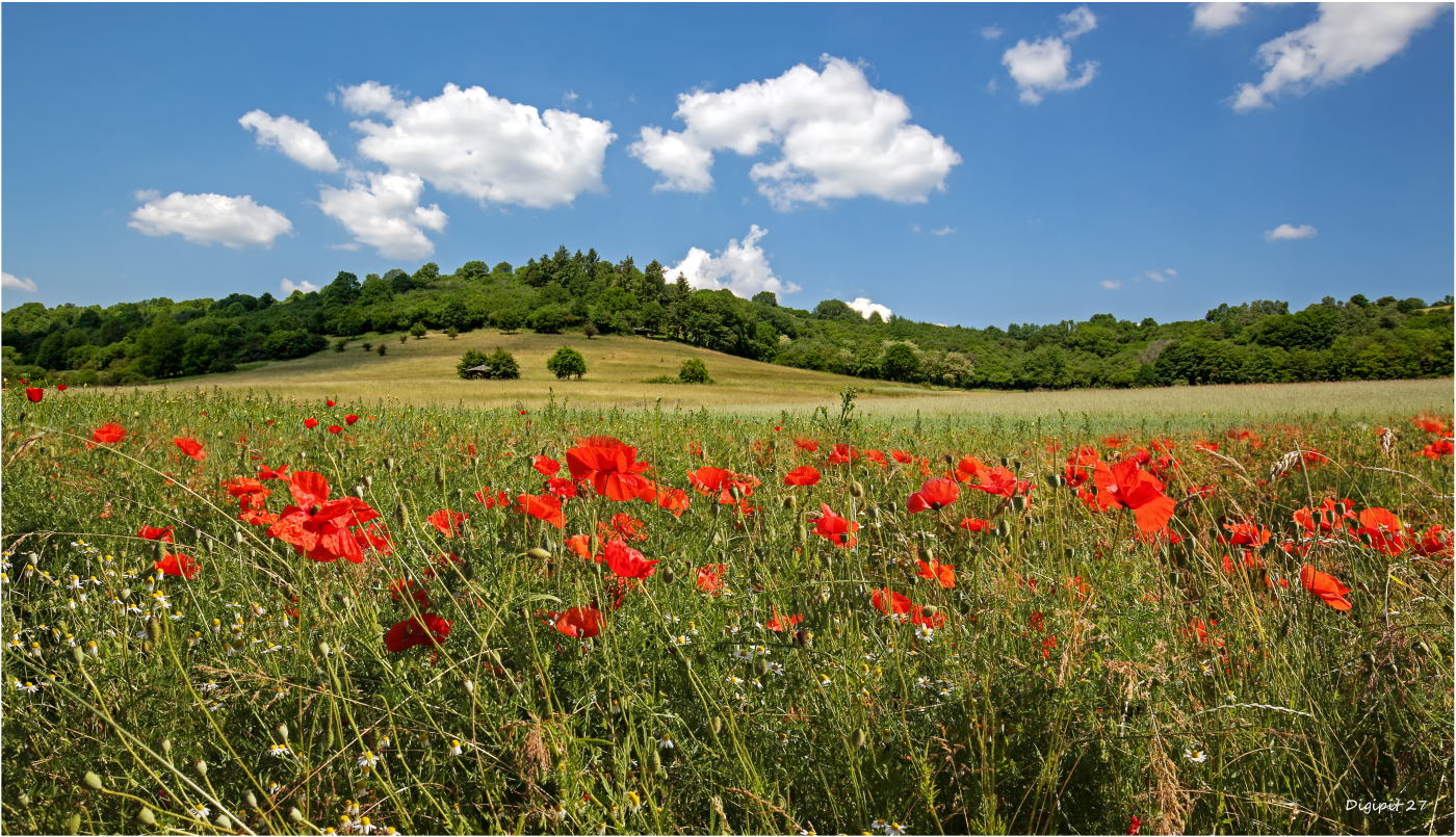 Klatschmohn