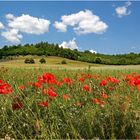 Klatschmohn