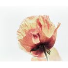 Klatschmohn