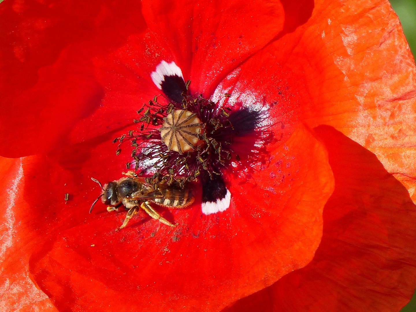 Klatschmohn