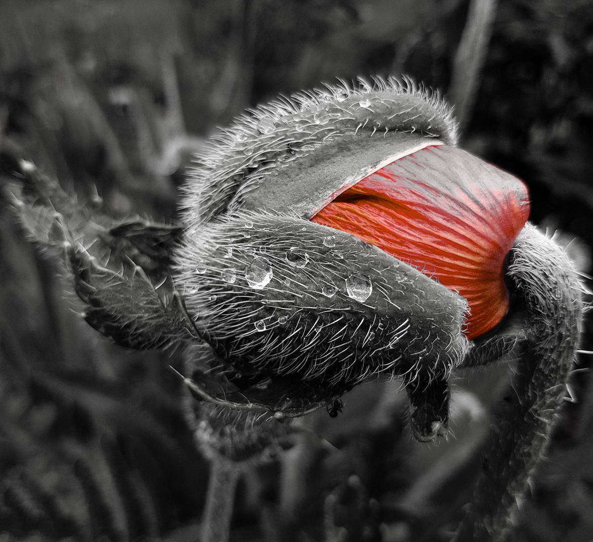 Klatschmohn