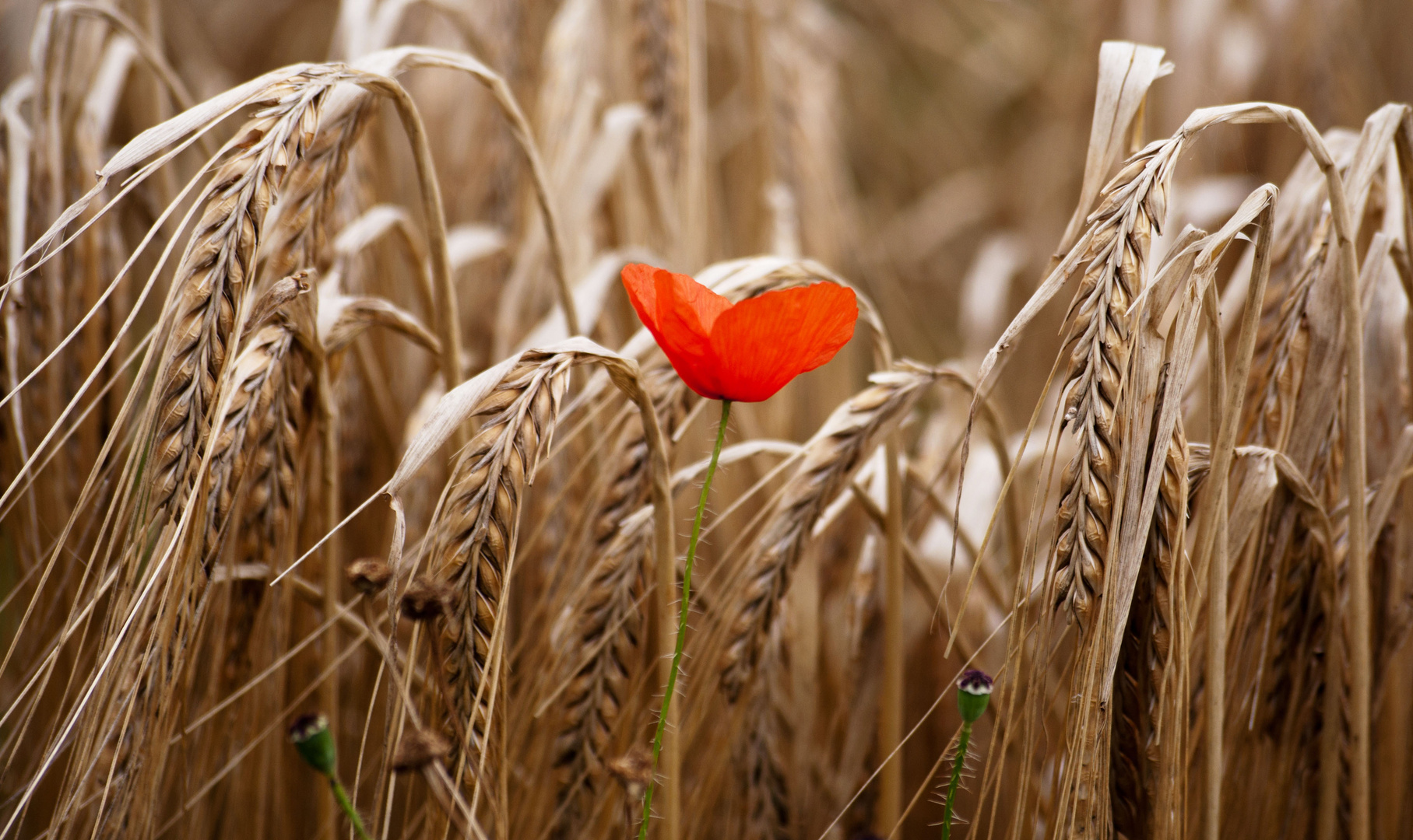 Klatschmohn