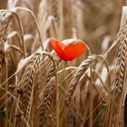 Klatschmohn