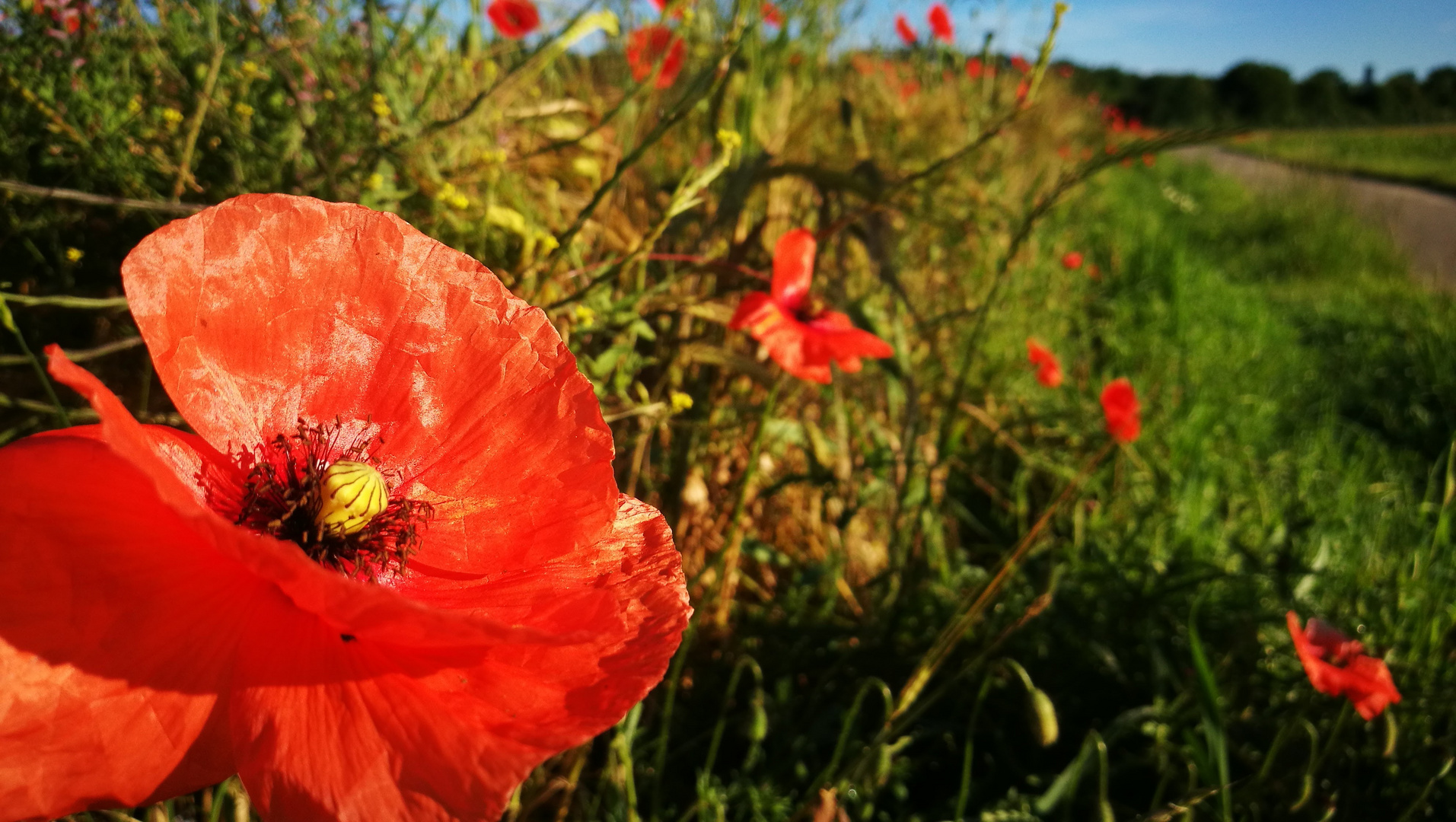 Klatschmohn