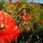 Klatschmohn