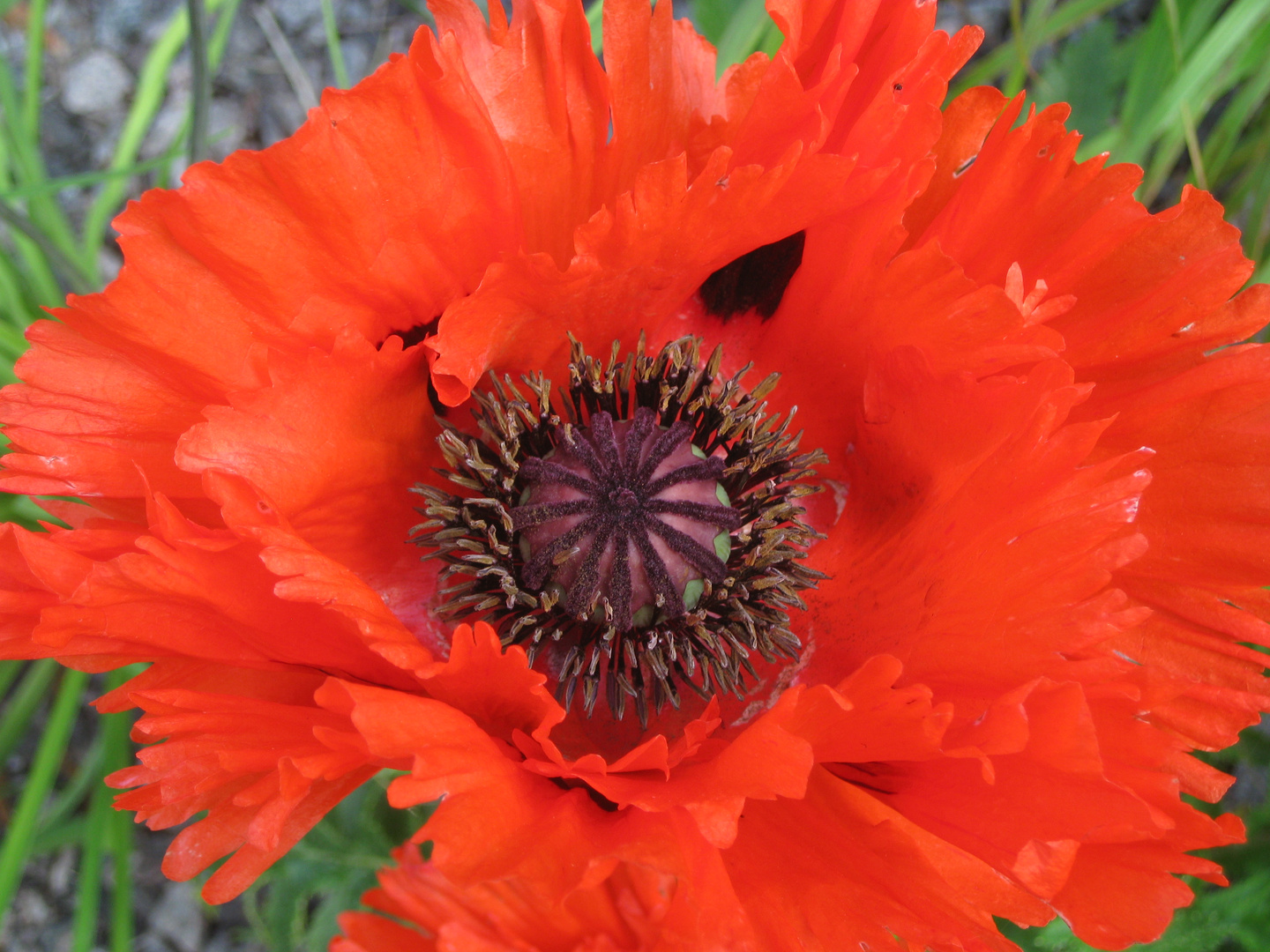 Klatschmohn