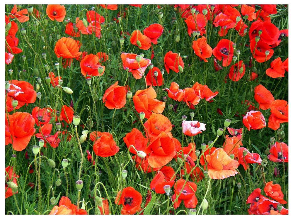 Klatschmohn