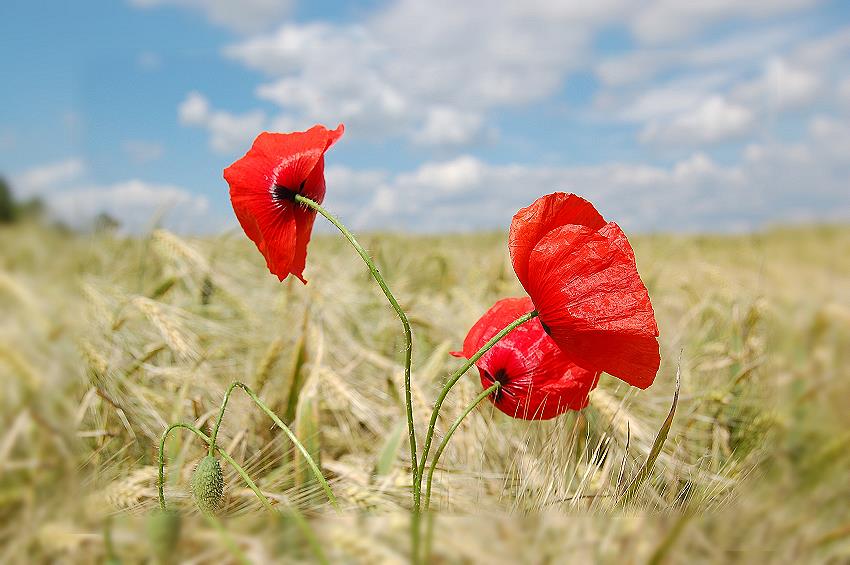 Klatschmohn