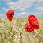 Klatschmohn